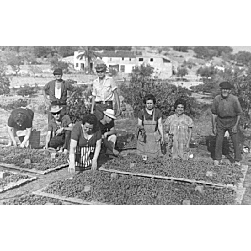 El tío Vicente Sendra "Lloser" preparando la pansa