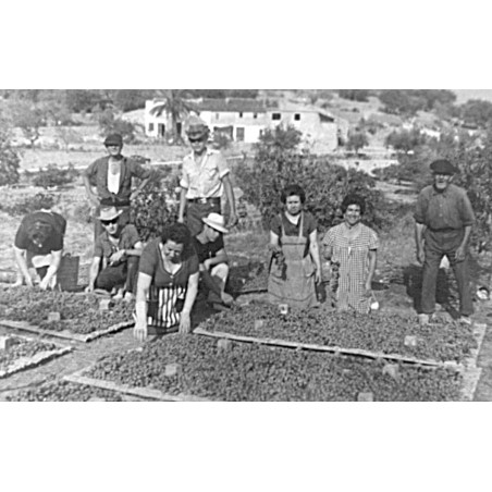 El tío Vicente Sendra "Lloser" preparando la pansa