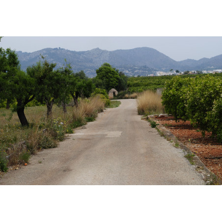 zona de minas de fang en Xarais