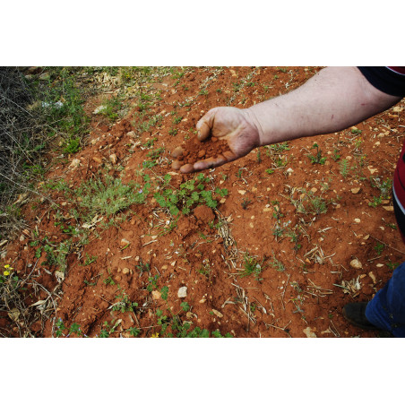 Probando la calidad del fang roig en la zona del Xarrais